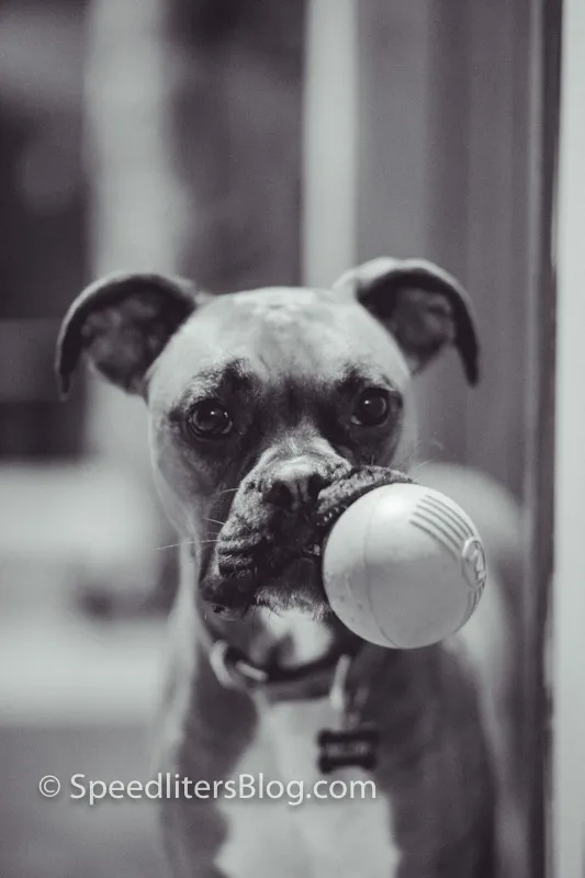 Boxer holding a white ball in its mouth, black and white close-up