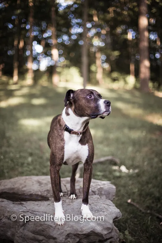 Brindle pit bull standing on a rock in the woods