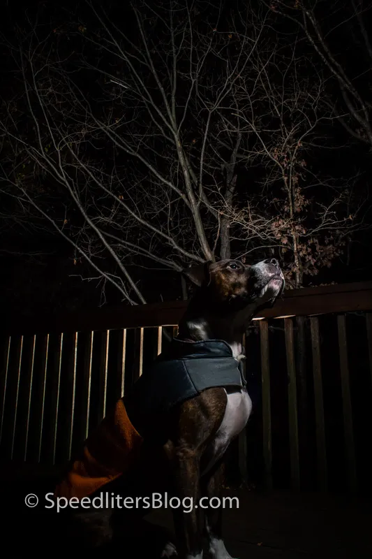 Remington the boxer on a deck at night with flash lighting the trees behind