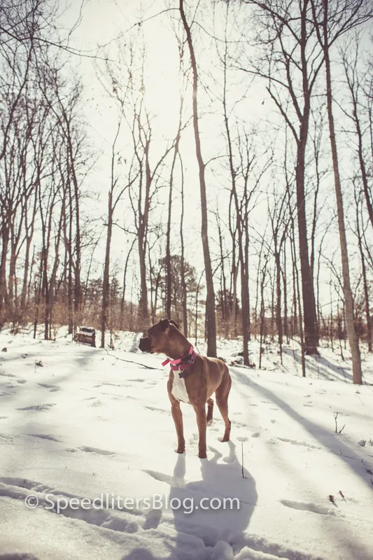 Boxer standing in a snowy forest, backlit by the winter sun