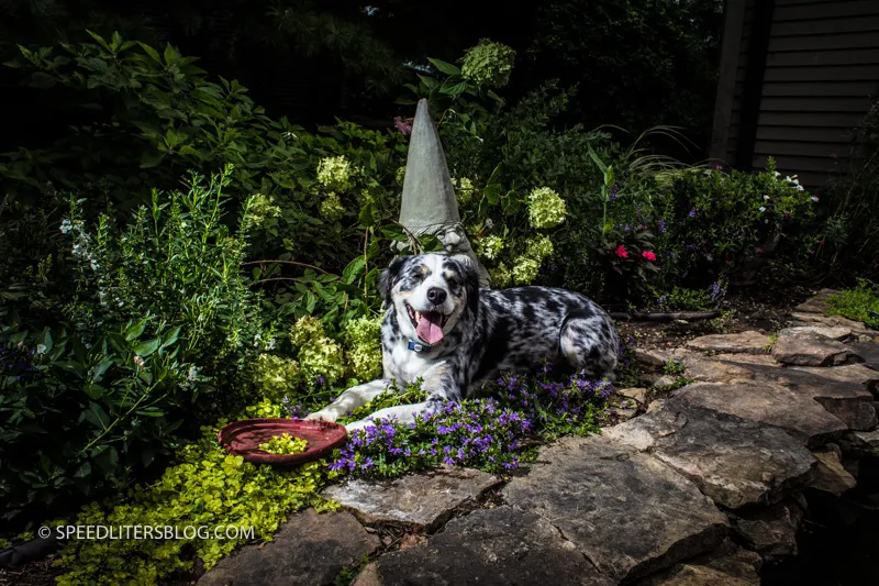 Merle dog lying in a garden beside a gnome, lit by two speedlites to darken the sun