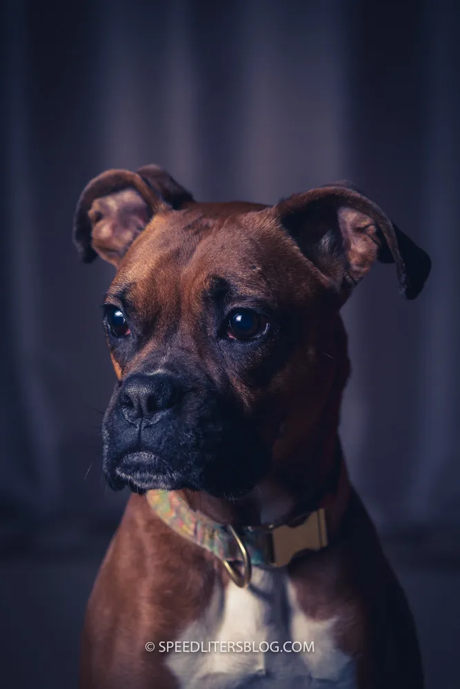 Willow the boxer, a moody portrait against a dark blue background