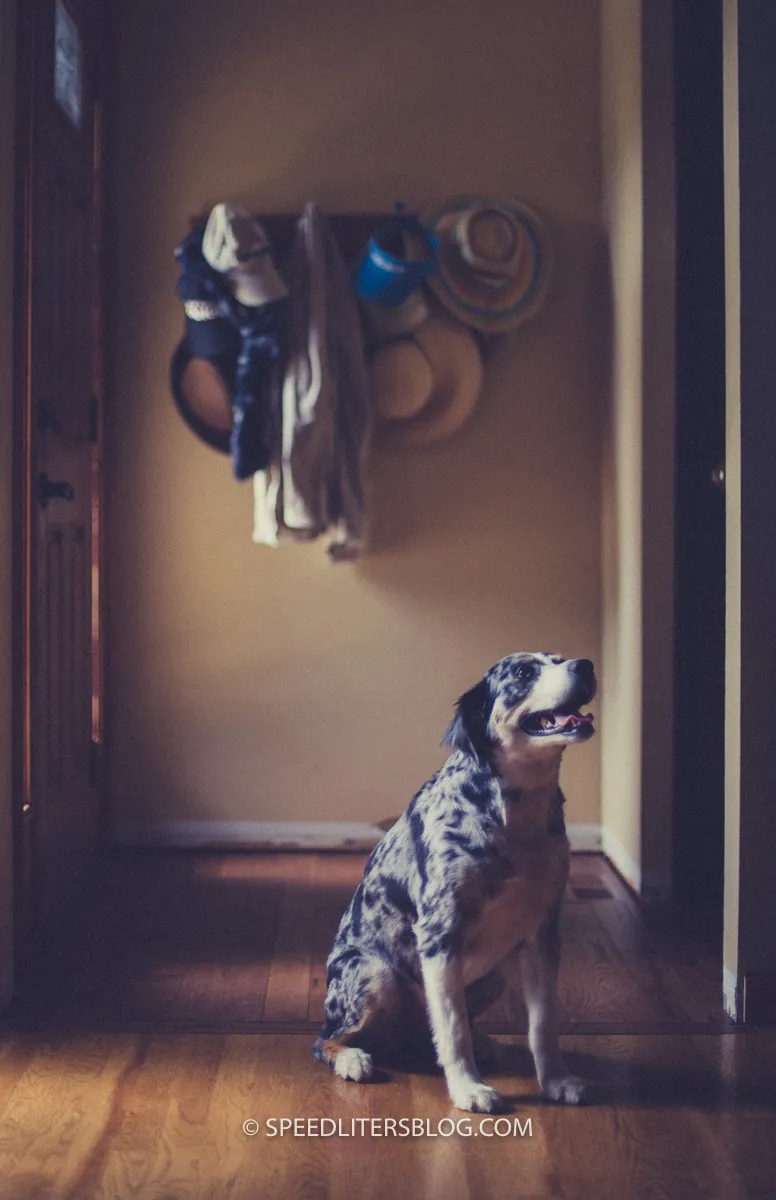 Merle dog sitting in a hallway looking up at leashes hanging on the wall