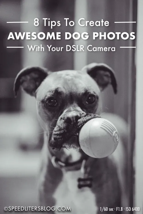 8 tips for awesome dog photos pin: boxer holding a ball in its mouth