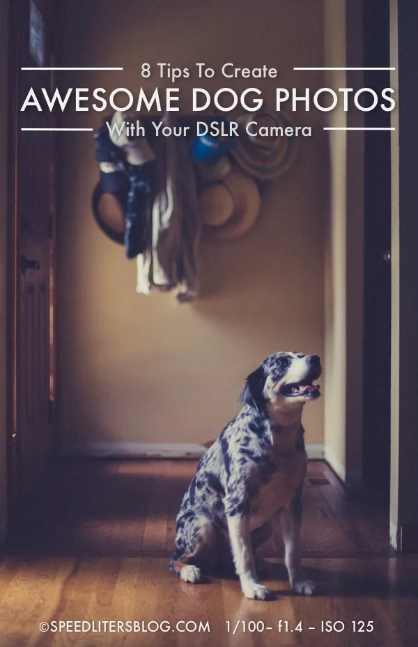 8 tips for awesome dog photos pin: merle dog sitting in a hallway