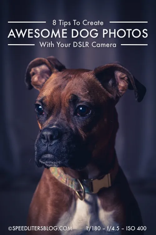8 tips for awesome dog photos pin: portrait of Willow the boxer