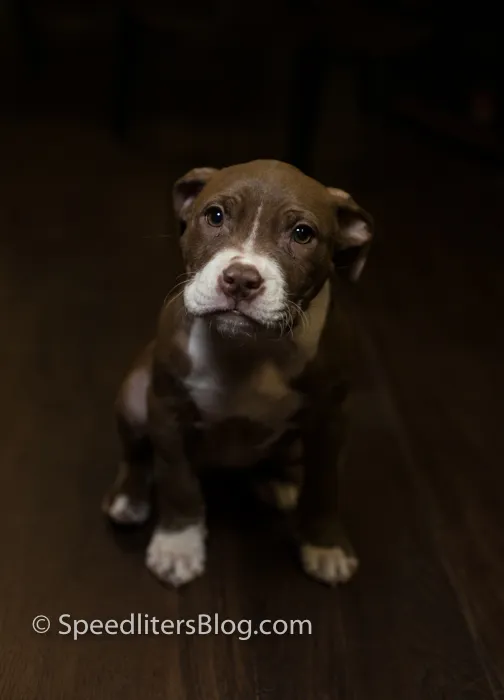 Brown pit bull puppy sitting on a dark wood floor, lit by a single flash
