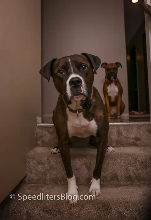 Brindle pit bull sitting at the bottom of carpeted stairs with a boxer behind