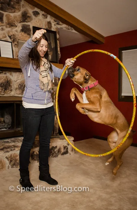 Woman holding a hula hoop while a boxer jumps through it in a living room