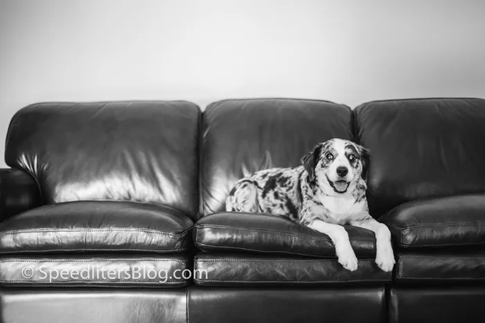 Merle Australian shepherd mix relaxing on a black leather couch, black and white