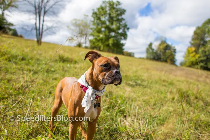 Boxer wearing a bandana standing in a grassy field on a sunny day