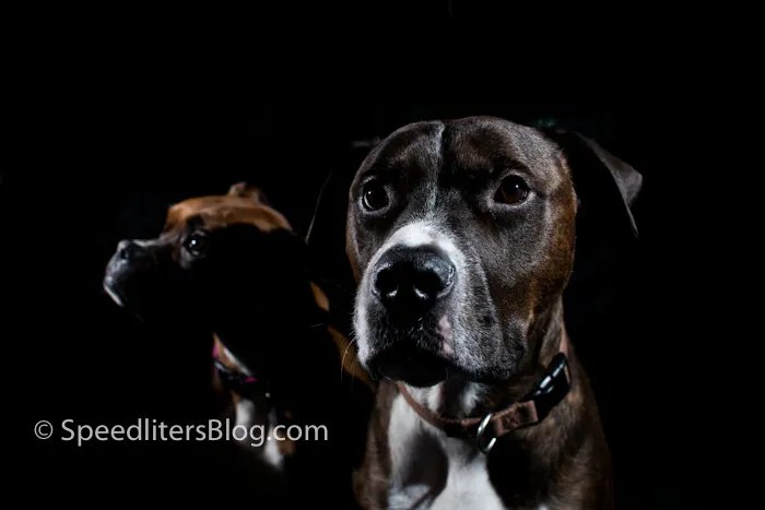 Brindle pit bull and boxer against a black background, lit by two handheld speedlites