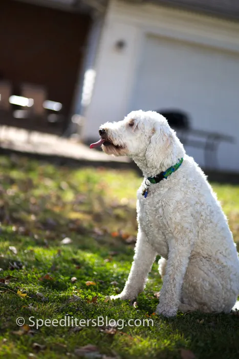 White goldendoodle sitting in a backyard with its tongue out