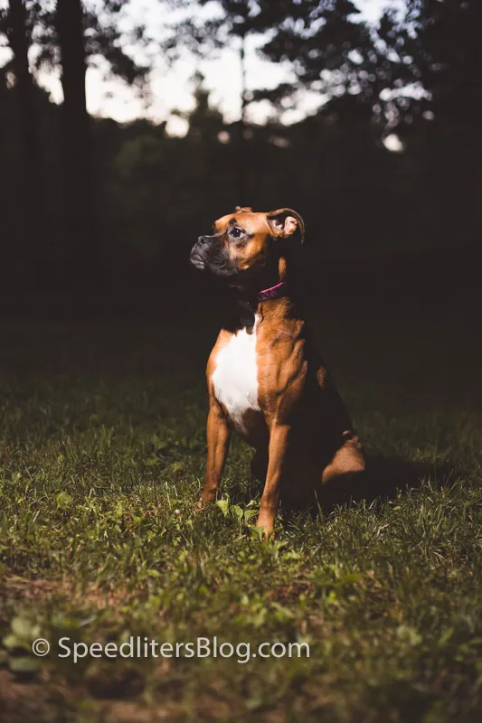 Boxer sitting in the grass at dusk, lit from the side by flash