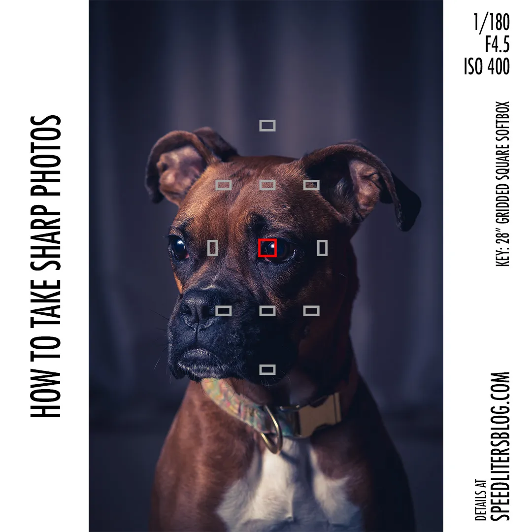 How to take sharp photos: boxer portrait with the camera’s focus points over its eye