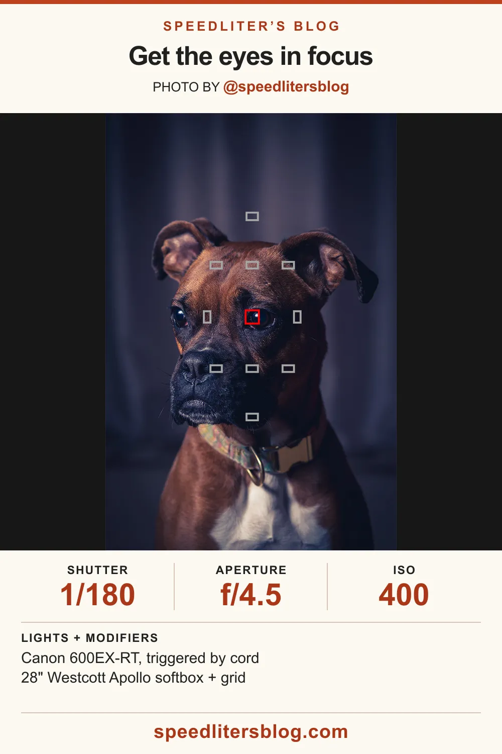 How to take sharp photos: boxer portrait with the camera's focus points over its eye